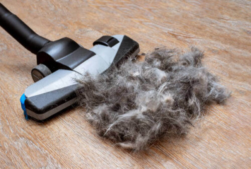 Best vacuum for pet hair
